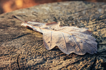 Detail view of a brown leaf on a tree stump