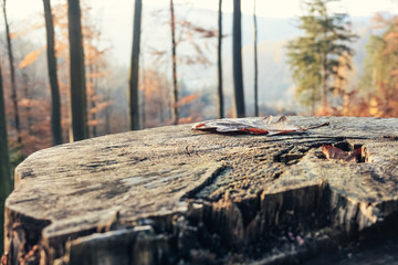 Detail view of a tree stump in autumn