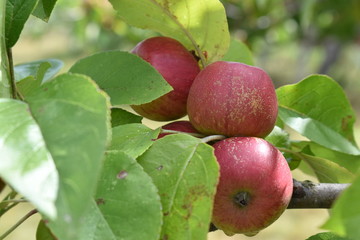 Red apples in a tree. Organic product.