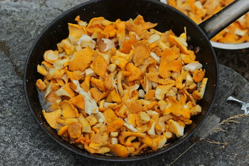 Cooking and food concept.Fresh mushrooms chanterelle fried in a frying pan outside.Summer cooking background.