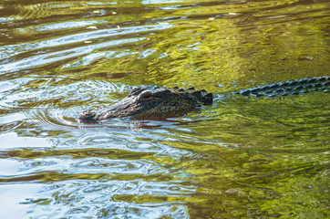 Alligator snout above water