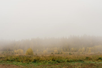 Obraz na płótnie Canvas Russian summer field with fog forest backsight. Copy space.