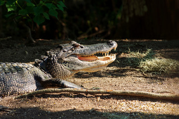 Profile of alligator with jaws open