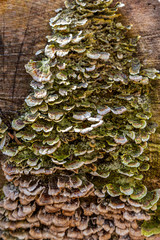 Small Shelf Fungus