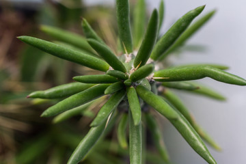 close up view of a green plant