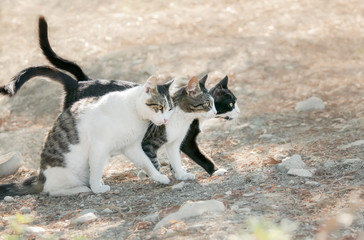 
Three bicolor cats standing close together, friendly kitties want to walk abreast on a Greek island, Aegean, Greece 