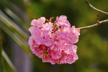 pink cherry blossoms