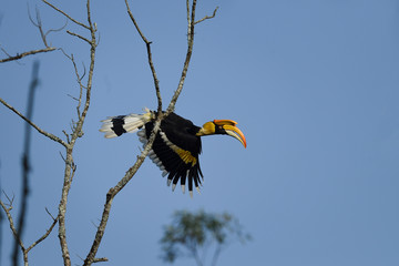 Great Indian Hornbill