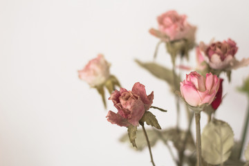 Dried roses in soft tones. Dried Flowers