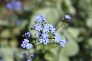 Siberian bugloss great forget me not blue spring flowers and leaves	