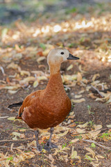 Ruddy shelduck (Tadorna ferruginea), walking on sand surface
