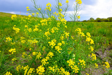 菜の花