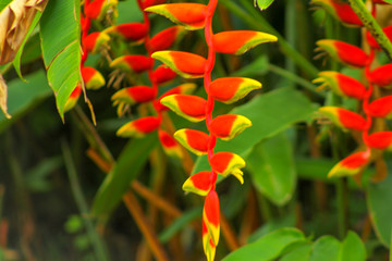 red and yellow flower