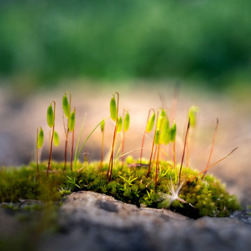 close up of germinations of moss. green and blurred background