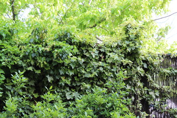 Obraz premium naturaleza