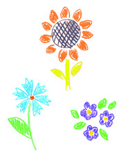 vector flowers wildflowers cornflower sunflower