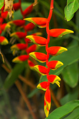 red and yellow flower