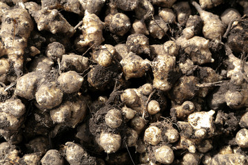 Jerusalem artichoke tubers, good harvest.
