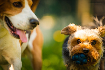 Cute Yorkshire Terrier dog running with beagle dog on gras on sunny day.