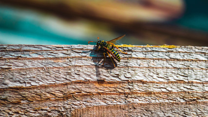 
wasps after winter