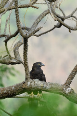 Oriental Honey Buzzard 