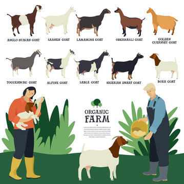 Set of ten breeds of domestic goats Flat vector illustration Two farmers working on a farm Cattle breeding and stock raising