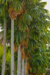 The palm tree