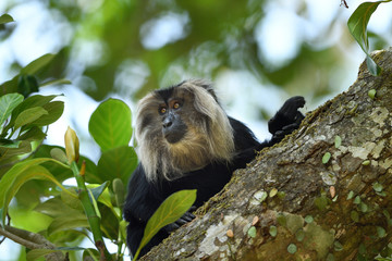 Lion Tailed Macaque Monkey