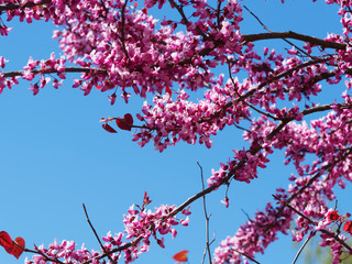 Cercis siliquastrum - Der Gewöhnliche Judasbaum mit dunkelrose und dunkelroten Blüten unter einem blauen Himmel