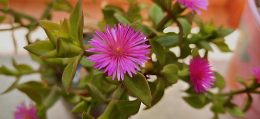 Floración primaveral de la planta aptenia cordofilia de color rosa. Flores rosáceas sobre fondo desenfocado. Aptenia cordofilia floración. 