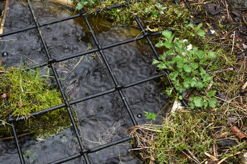 Kleiner Gartenteich im Regen, Regen fällt auf Wasseroberfläche mit Schutzgitter