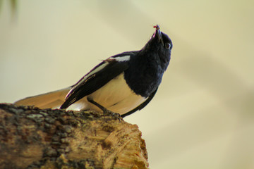 great tit parus major