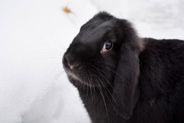 rabbit in the snow