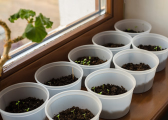 asters seedlings on the windowsill of the house