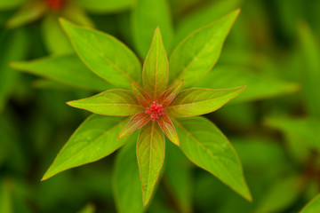 Green nature patterns for background