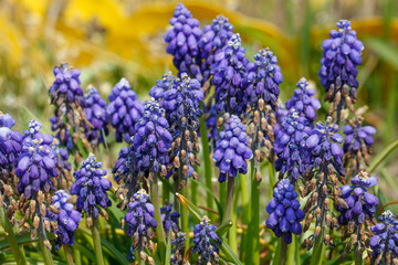 grape hyacinth in the garden