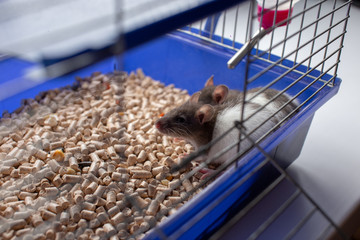 Closeup of the muzzle of a rat in a cage. Rats in the blue cage.