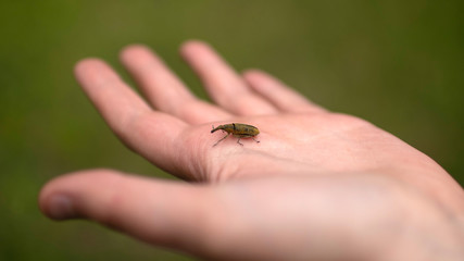 Adorable little horn beetle strolling on one hand. Dark green coleopteran insect .