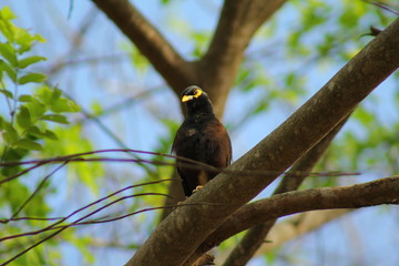 The commen myna