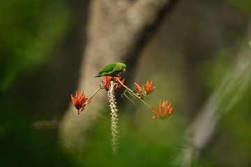 Vernel Hanging parrot