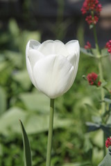 White tulip and magenta valerian spring flowers