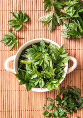 Using fresh young goutweed leaves for food in spring. Aegopodium podagraria commonly called ground elder, herb gerard, bishop's weed, gout wort. Top view of leaves in bowl, preparations.