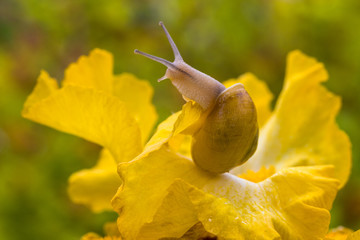 A snail moves on a yellow iris flower after the rain