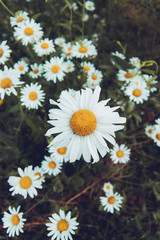 large daisies in the meadow
