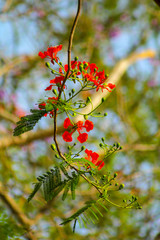 red berries on a branch