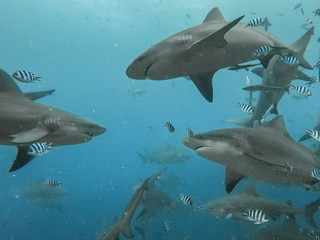 bull shark feeding in clear water Beqa lagoon pacific ocean Fiji 