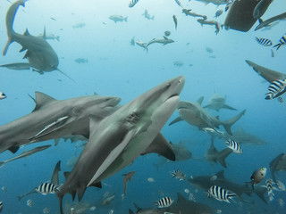 bull shark feeding in clear water Beqa lagoon pacific ocean Fiji 