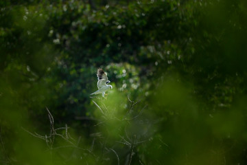 black winged kite