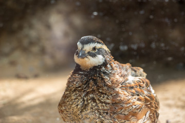 Japanese Quail (Coturnix japonica) in Moscow zoo
