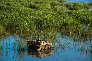 Fototapeta na wymiar a warm summer day on the banks of a river overgrown with reeds